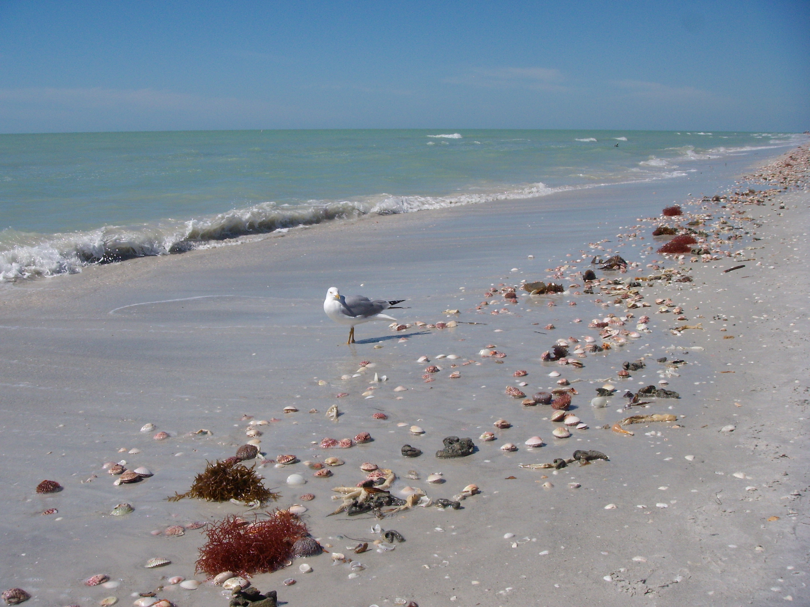 Shell-covered Sanibel shoreline with a gull beside the Gulf